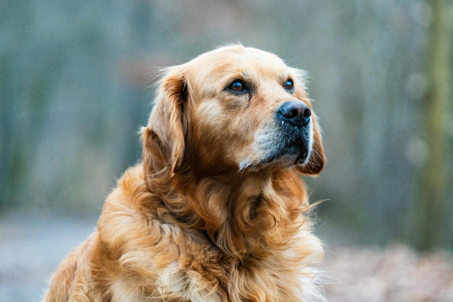 120 Golden Retriever Names That Feel Warm