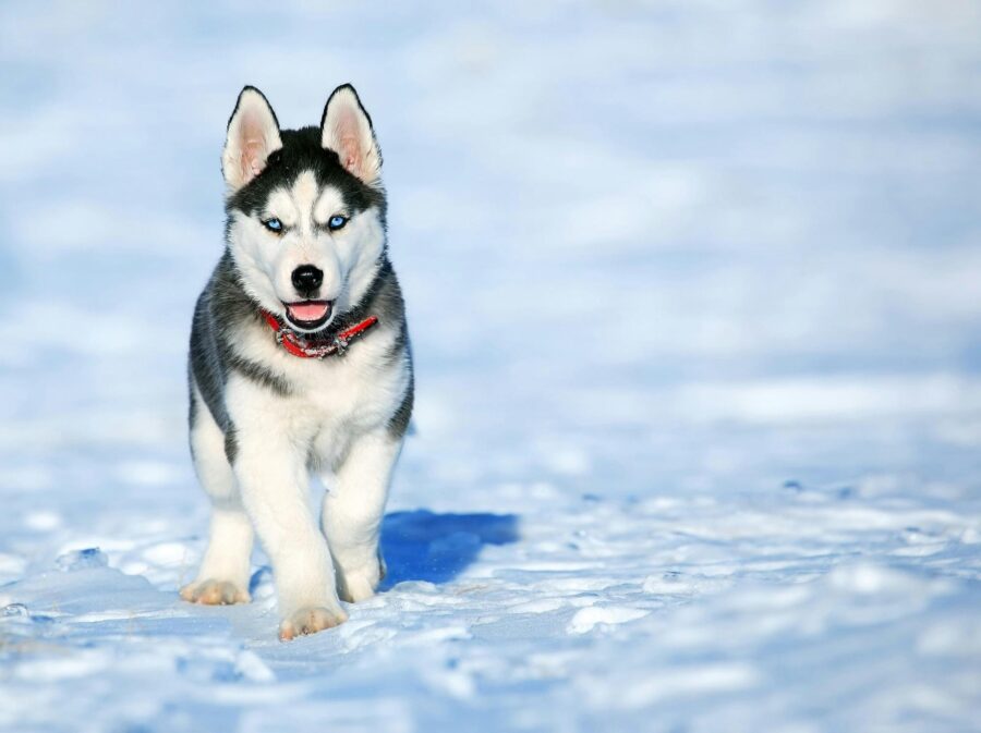 Siberian Husky Names That Are Cool and Unique