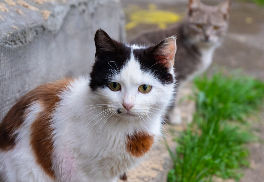 Best Calico Cat Names for Your Colorful Kitty