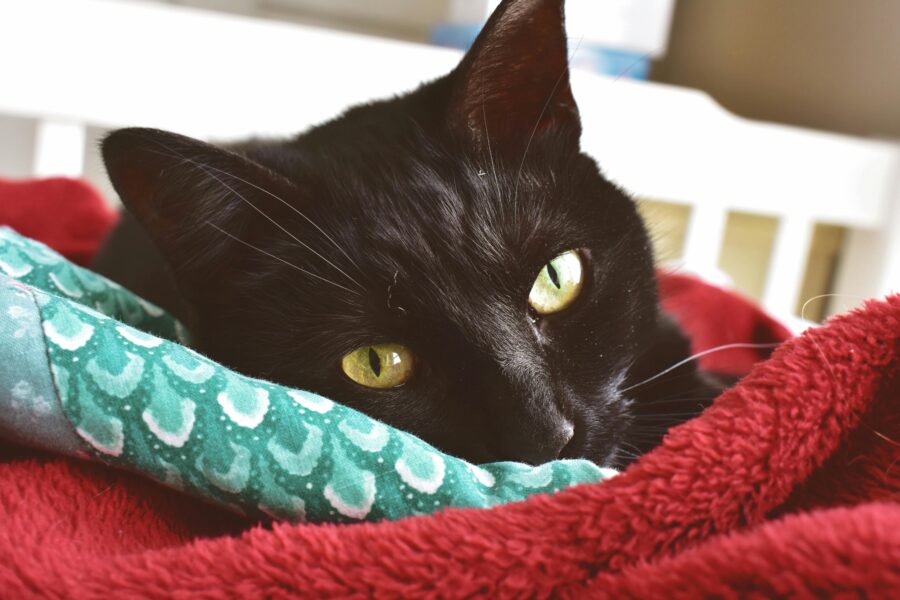 Names for Black Cats You’ll Actually Want to Use