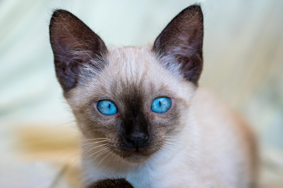 Siamese Cat Names That Match Their Elegant Personality