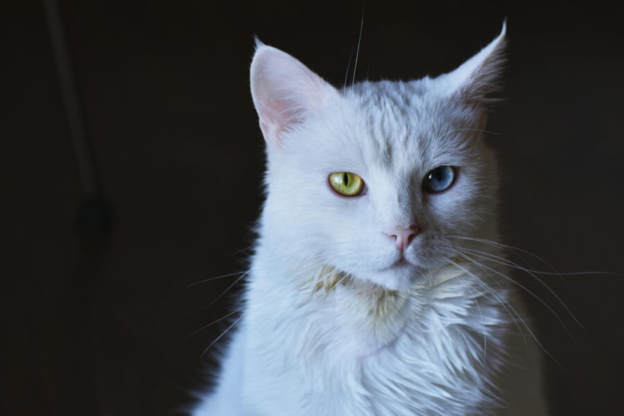 White Cat Names That Are Perfect for Snowy Kitties